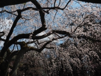 「 桜の空 」　by 松本直純