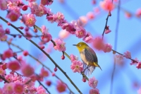 「 春の色 」　by yuki