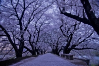 「 桜道の夜明け 」　by Dr.84