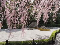 「 桜のシャワー 」　by ハル