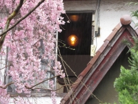 「 レトロアパートに桜咲く。 」　by 金丸清志