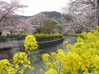 「 間に合った、桜と菜の花の競演。 」　by 金丸清志