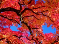 「 フウの紅葉 」　by uryusan