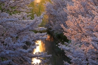 『 伏見の桜 』　作者名： K.K. さん