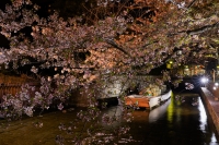 「 桜舞う高瀬川 」　by keikoーyamamori
