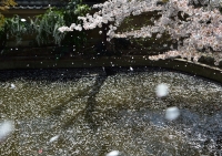 「 舞い散る桜 」　by どらやき