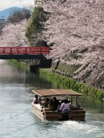 「 観桜の季(とき）十石船 」　by いしかわつよし
