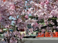 「 バスも桜をよろこびて 」　by いしかわつよし