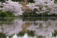 「 鏡容池に映る桜 」　by 夏間　茂
