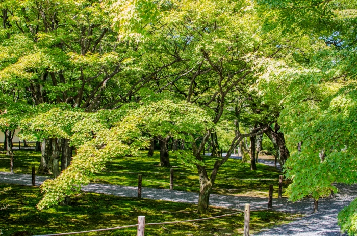 東福寺の洗玉澗で緑の楓を見る
