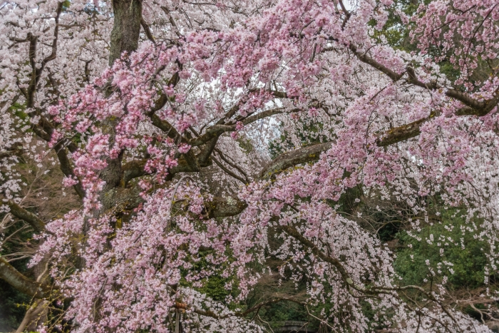 京都御苑の桜、その１７
