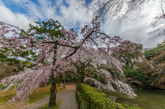 京都御苑の桜、その５