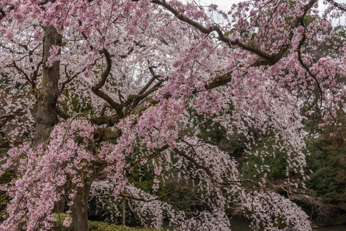 京都御苑の桜、その６