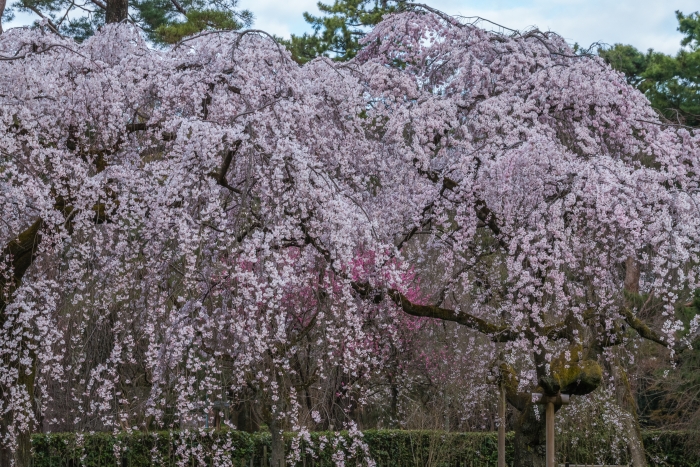 京都御苑の桜、その４
