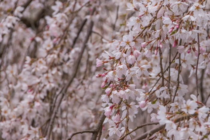 京都御苑の桜、その８