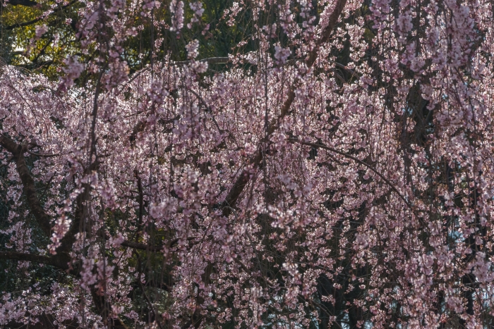 京都御苑の桜、その１８