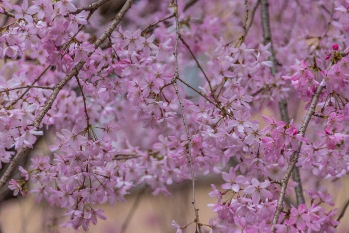世界に認められた桜の美