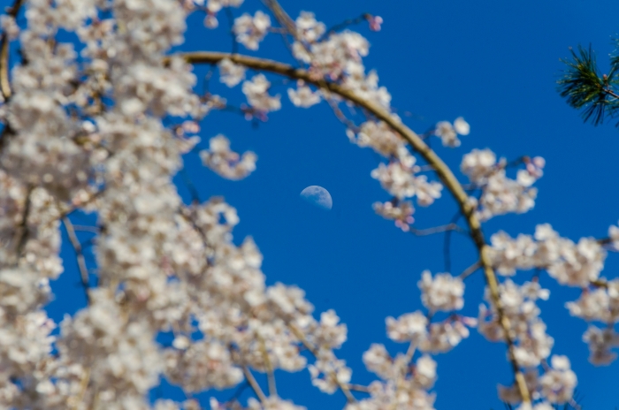 京都御苑の桜、その１４