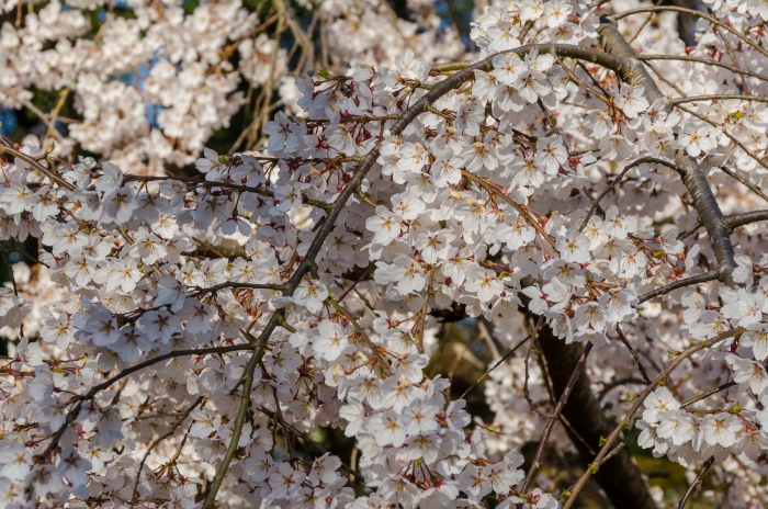 京都御苑の桜、その１２