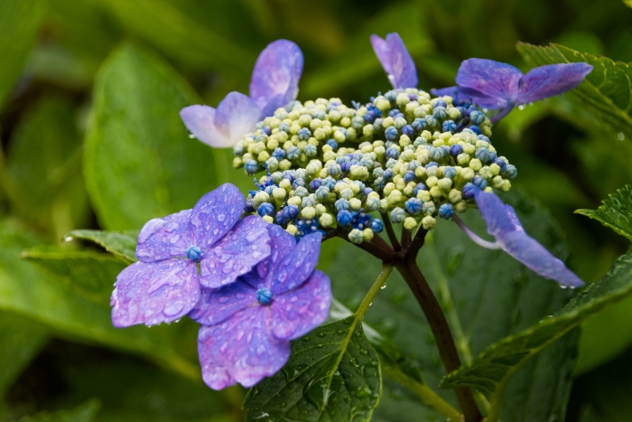 青紫の額紫陽花