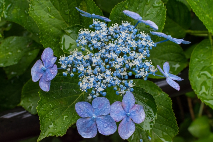 青いガクアジサイの花は小さい王冠のように