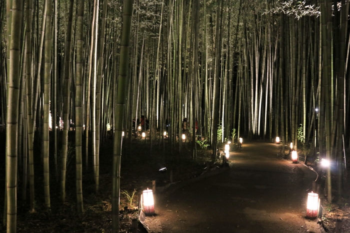 竹林の散策路のライトアップ