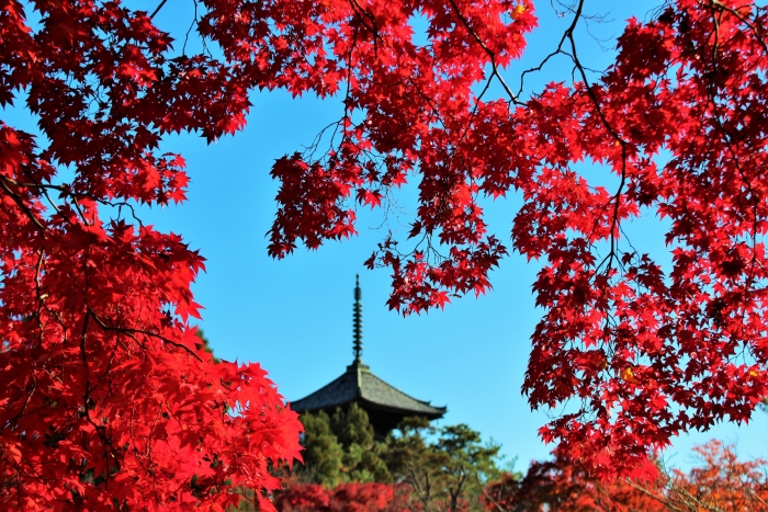 紅葉の隙間から見える仁和寺五重塔
