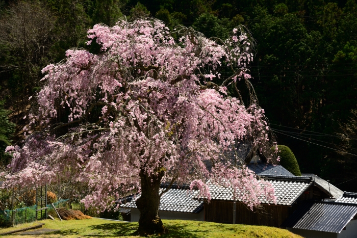 常照皇寺は満開の桜が　お出迎え