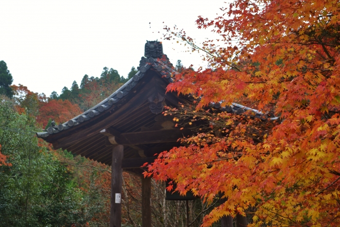 西明寺　鐘楼と紅葉