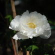 白い花弁