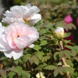 淡いピンクの牡丹の花