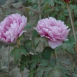 薄桃色の牡丹の花