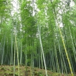 天龍寺裏の竹林