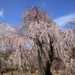 風になびく満開の枝垂桜
