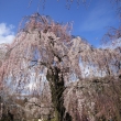 青空と枝垂桜