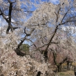 府立植物園の満開の桜