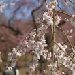 枝垂桜の花