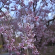 満開の枝垂桜の花