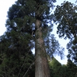 聳え立つ杉の木　貴船神社