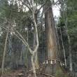 大きな杉の木