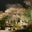 圓徳院庭園のライトアップ