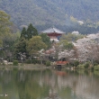 大覚寺の大沢池　心経宝塔と桜