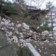 金戒光明寺の山門と桜