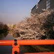 岡崎公園　赤橋の桜