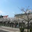 桜と京都市美術館と大鳥居