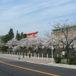 春の大鳥居と京都市美術館