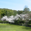 萬福寺の桜と池