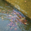 水の中の紅葉