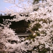 金戒光明寺　一面の桜