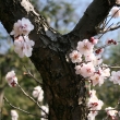 小野梅園の梅の花